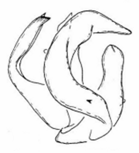 speciesimage