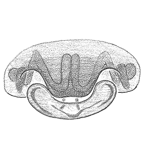 speciesimage