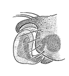 speciesimage