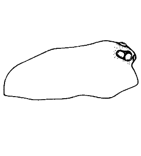 speciesimage
