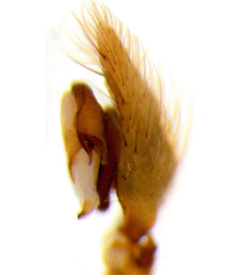speciesimage