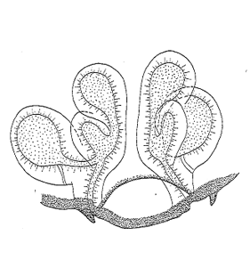 speciesimage