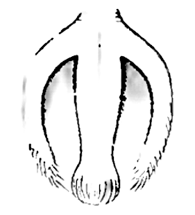 speciesimage