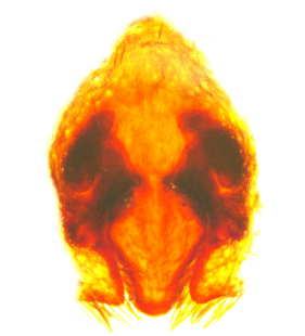 speciesimage