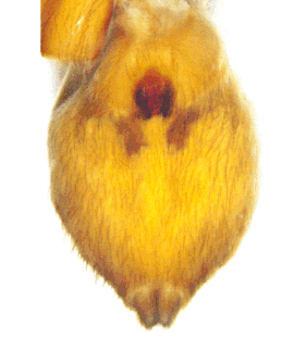 speciesimage