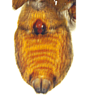 speciesimage
