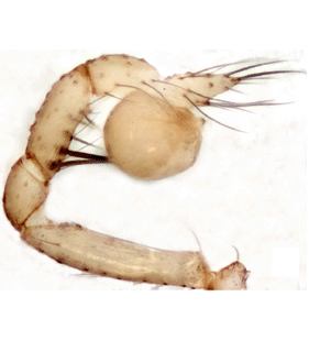 speciesimage