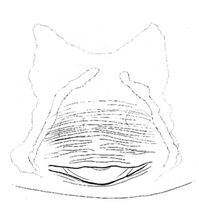 species