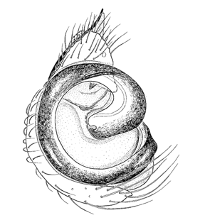 species