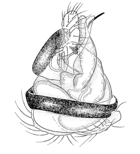species