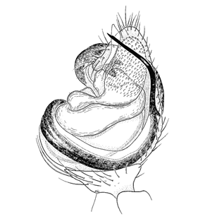 species