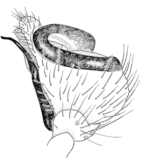 species