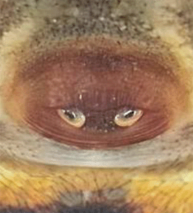 species