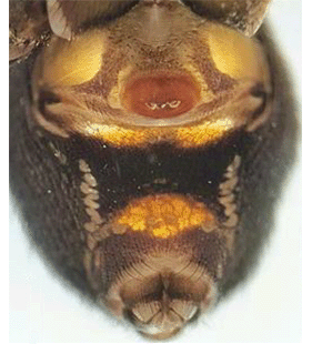 species