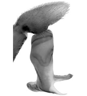speciesimage