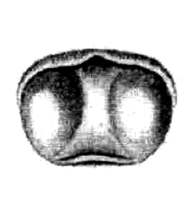 speciesimage
