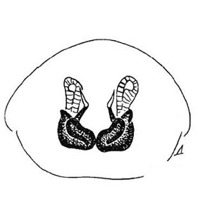 speciesimage