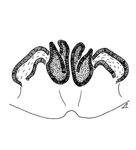 speciesimage
