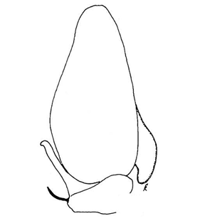 speciesimage