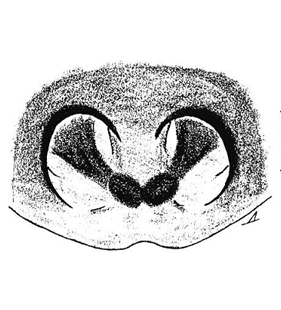 speciesimage