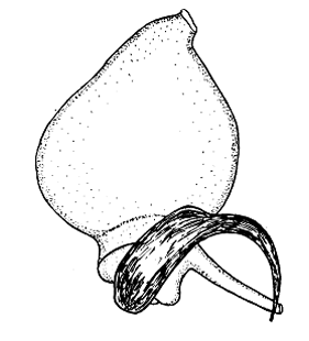 speciesimage