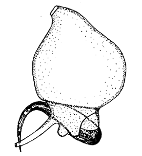 speciesimage
