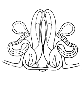 speciesimage