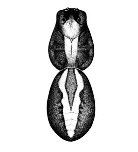 speciesimage