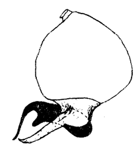 speciesimage