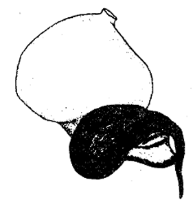 speciesimage