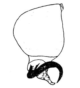 speciesimage