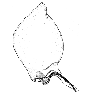 speciesimage