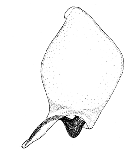 speciesimage