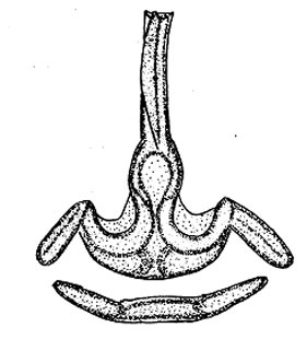 speciesimage