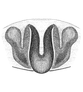 speciesimage