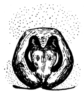 speciesimage