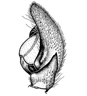 speciesimage