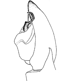 speciesimage