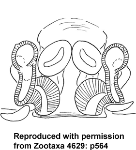 speciesimage
