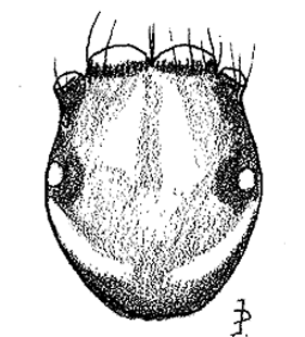speciesimage