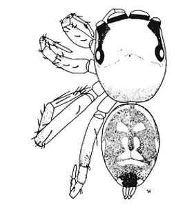 speciesimage