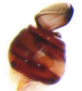 speciesimage