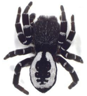 speciesimage