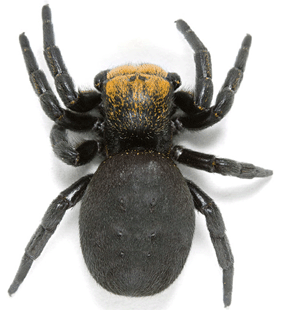 speciesimage
