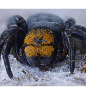 speciesimage
