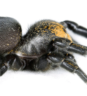 speciesimage