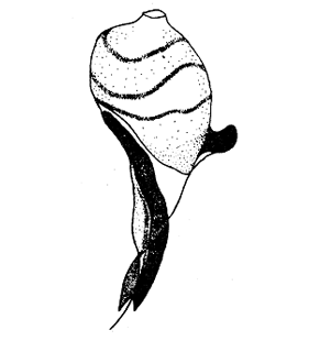 speciesimage