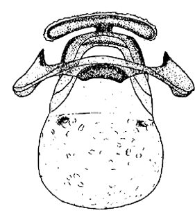 speciesimage