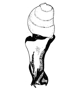 speciesimage