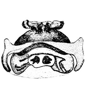 speciesimage